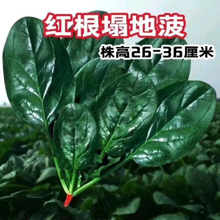 【全店满5元包邮】趴地菠菜种子老品种塌地菠冬季耐寒高产种子