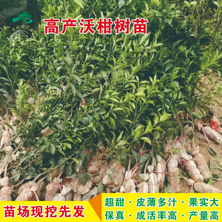 广西树苗基地高产沃柑树苗091沃柑树苗沙糖桔盆栽庭院种植树苗