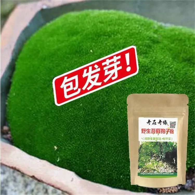 苔藓粉苔藓孢子粉盆景苔藓种子假山青苔粉苔藓植物铺面苔藓微景观