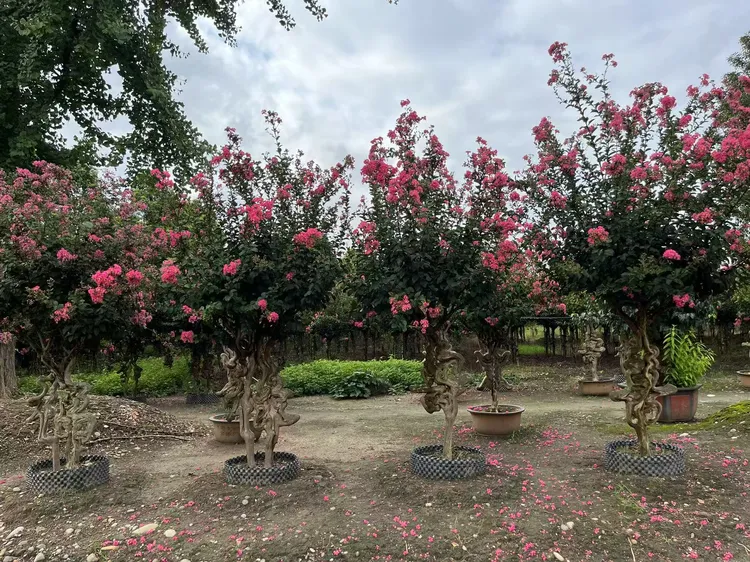 川派老桩庭院紫薇(一物一怕）室外绿植