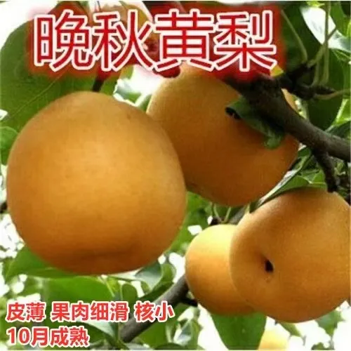 梨树苗嫁接秋月梨皇冠梨特大耐寒香甜多汁北南方种植梨苗正宗果苗
