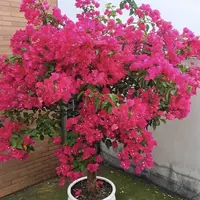 粗桩［同安红］棒棒糖勤花品种三角梅四季勤花好养易活2