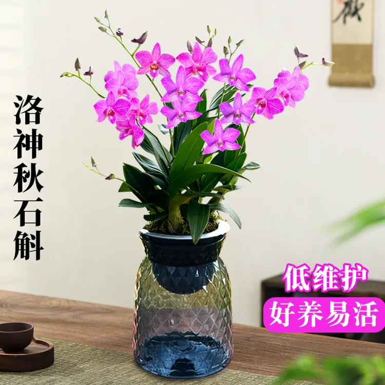 洛神秋石斛兰花苗 现带花苞出售 浓香好养室内绿植盆栽桌面花卉