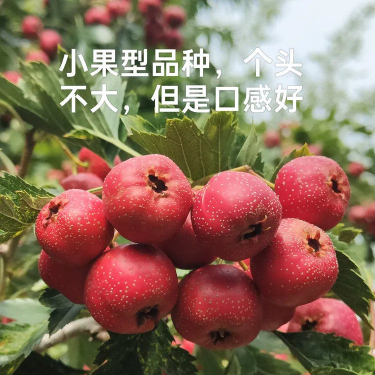 【产地直发】水果山楂山里红新鲜糖葫芦糖球甜红子小山楂