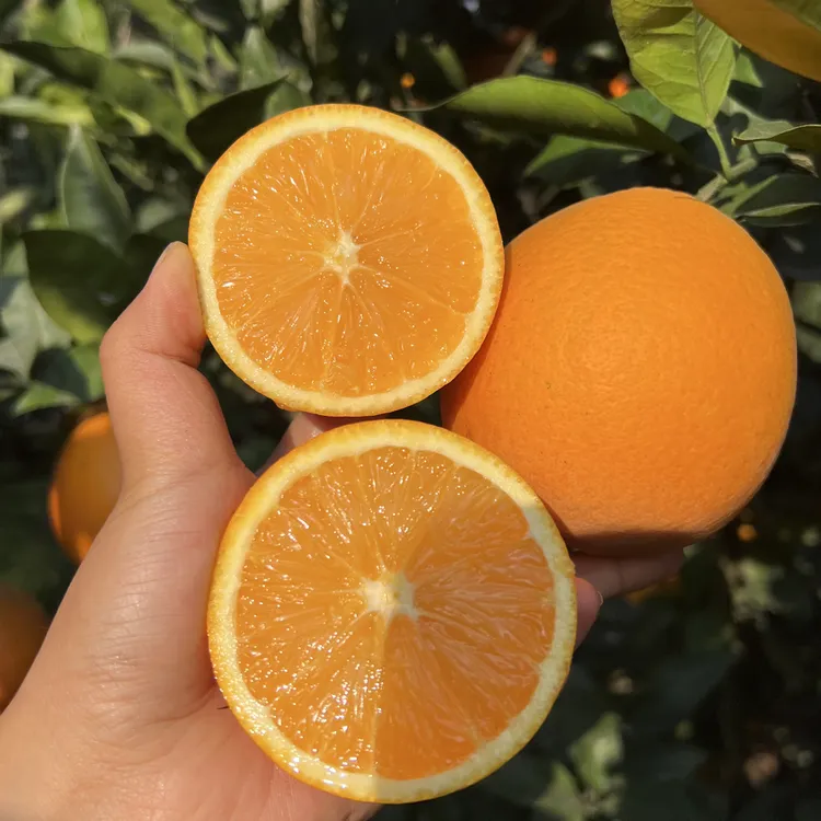湖北秭归江边纽荷尔圆红脐橙