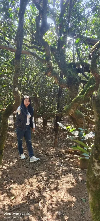 2025年云南勐库南等单珠（生茶）200克