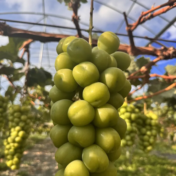 阳光玫瑰葡萄当季新鲜现摘脆甜多汁