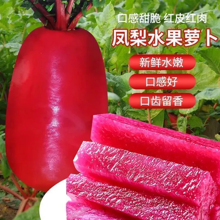 凤梨水果萝卜种子生吃甜脆满堂红春秋夏季水果甜瓜阳盆栽萝卜种子