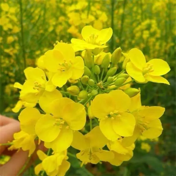 【油菜籽种子】四季油菜籽大全蔬菜种子菜种
