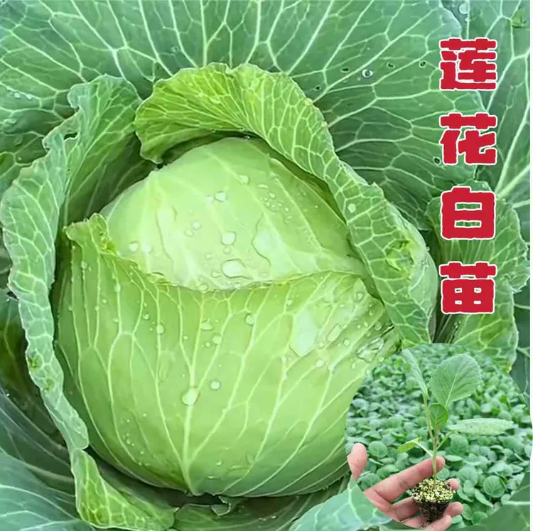 正宗正品保证京丰一号莲花白卷心菜扁包菜秋冬耐寒蔬菜苗年前丰收