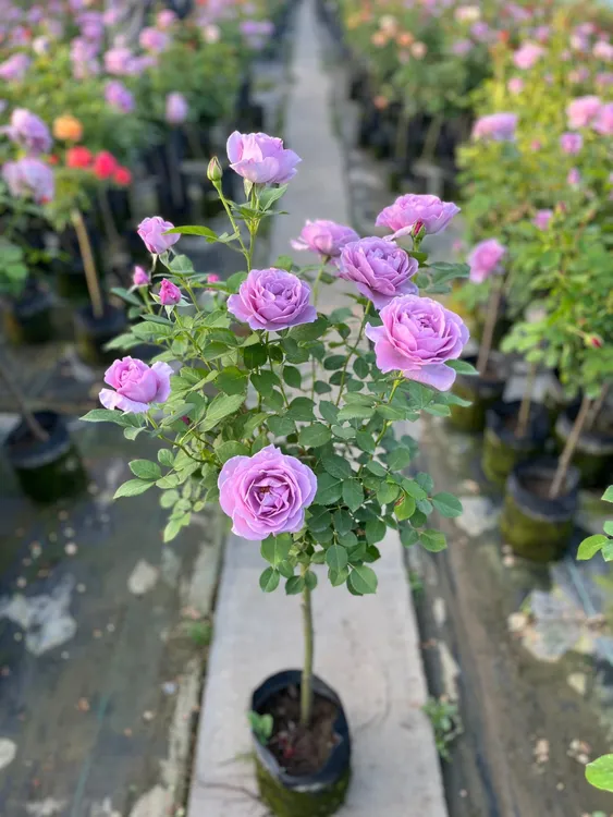 【一物一拍】树桩月季棒棒糖月季大花浓香月季四季开花月季