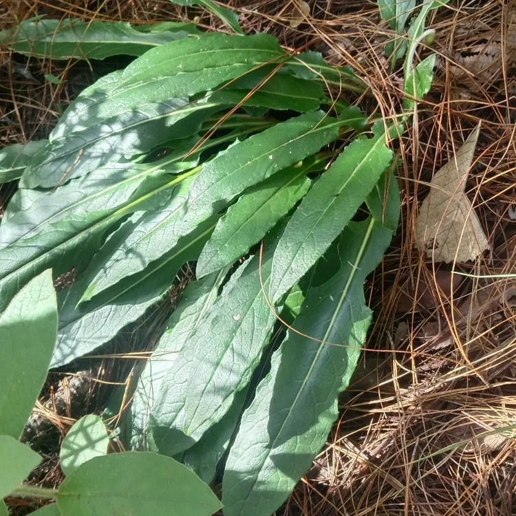 野生新鲜可食用大火草 引火草 麻衣草 大叶兔耳草 云南杏香兔耳草