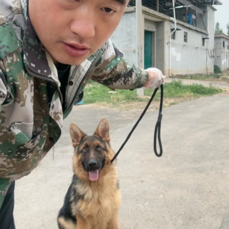 【嘉祥县潭腾养殖场坤哥训犬】收费标准每月包吃住