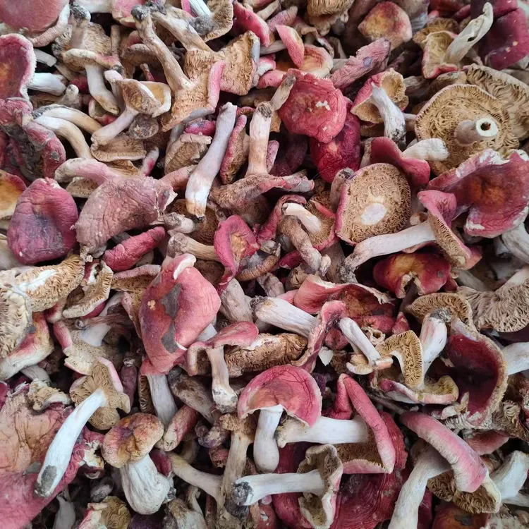 湖南邵东农家自嗮干菌子