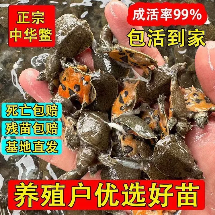 正宗小甲鱼苗鲜活包邮批发外塘中华鳖水鱼团鱼甲鱼养殖鳖苗