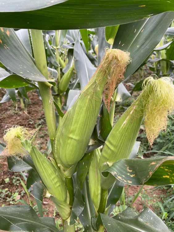 贵州遵义白甜糯玉米带壳发货农家种植新鲜现搬现发包谷顺丰包邮