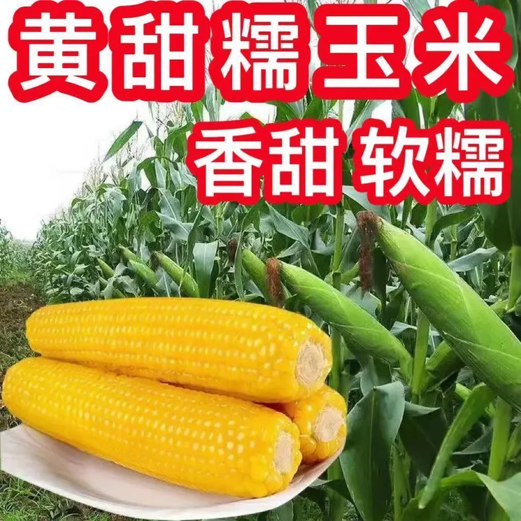 粘掉牙黄糯玉米种子香甜粘糯黄金玉米种籽四季播种高产大田种孑籽商品图