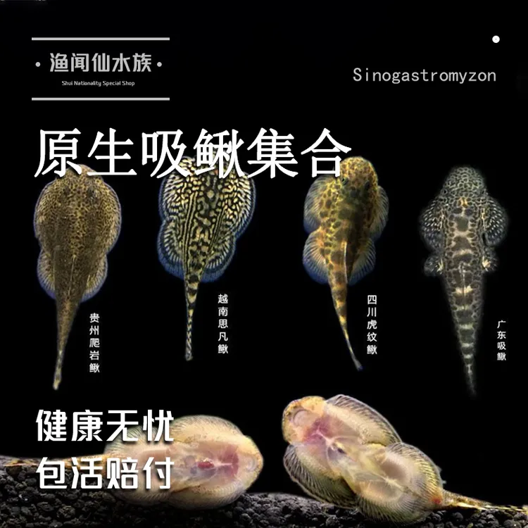 【冷水工具鱼】贵州原生爬岩鳅冷水观赏鱼双吸盘除藻清洁鱼缸工具鱼