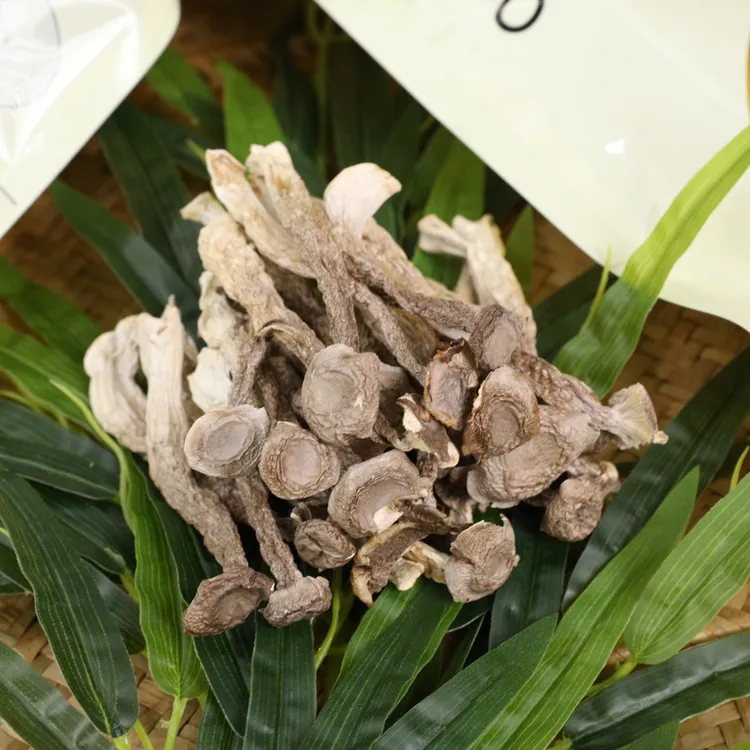 【犟村长】当季头茬鹿茸菇
