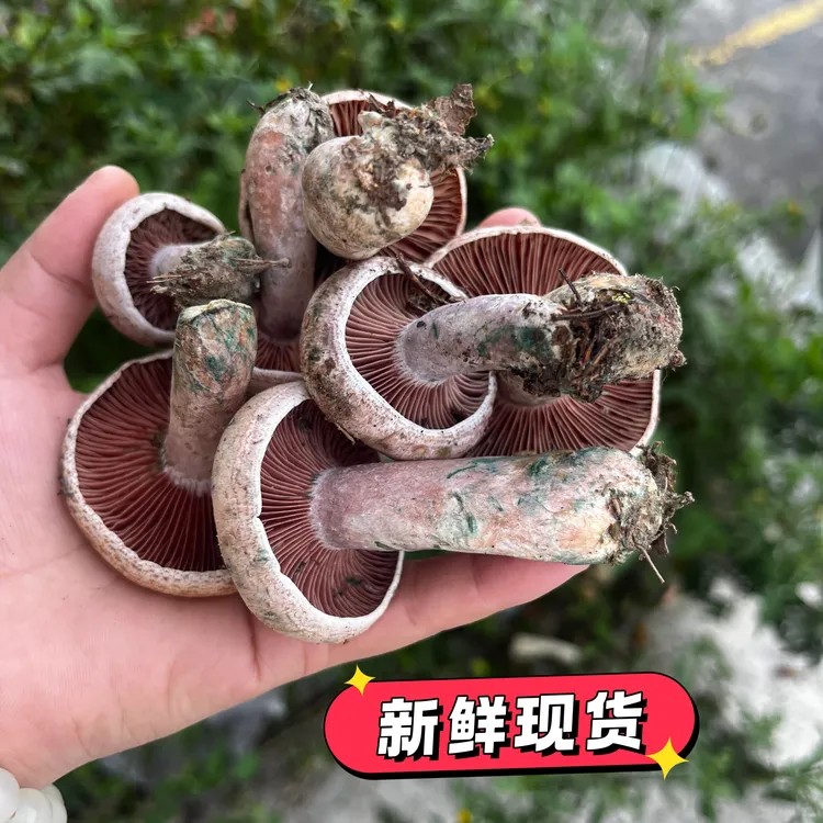 【现货】松树菌野生谷熟菌松乳菇九月香重阳菌乌菌寒菌铜绿菌奶浆菌