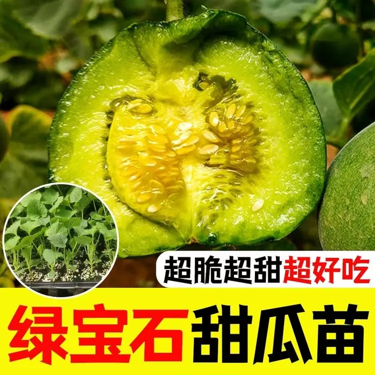 甜瓜苗绿宝石甜瓜苗秧苗幼苗带土耐高温冰糖超甜春天南方蔬菜苗