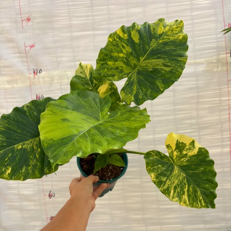 黄锦象耳芋室内高端好养原盆原土绿植盆栽轻盈雨林缸造景带锦海芋