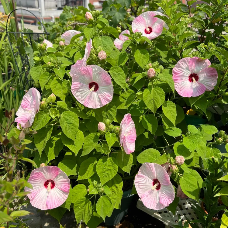 [大花芙蓉葵] 1盆2加仑 多年生花大庭院造景植物小院地栽盆栽