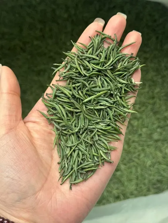 贵州正宗2025特级全芽头雀舌新茶明前雀舌翠芽茶绿茶浓香厂家直发