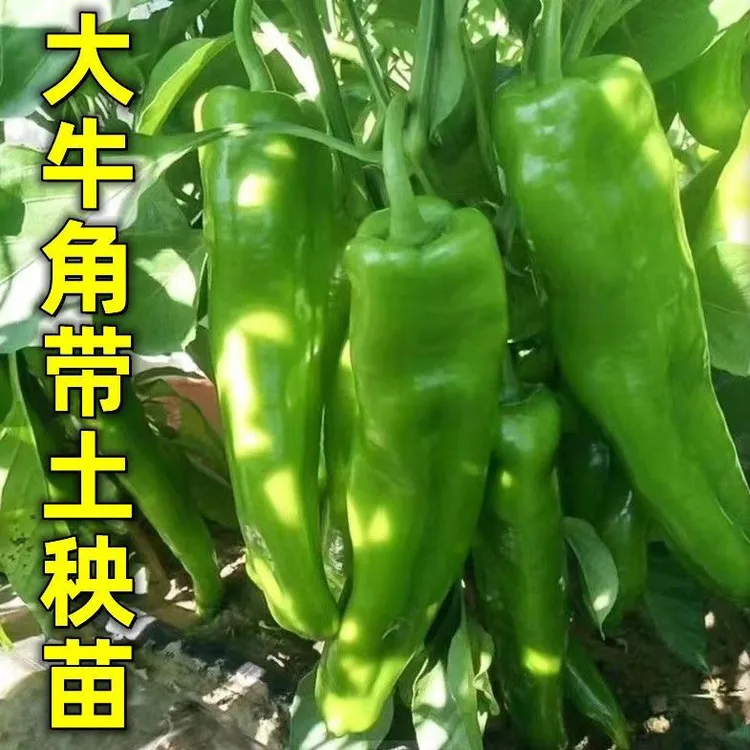 高产大牛角椒苗辣椒秧苗牛角尖椒蔬菜苗羊角辣椒微辣辣椒秧苗批发