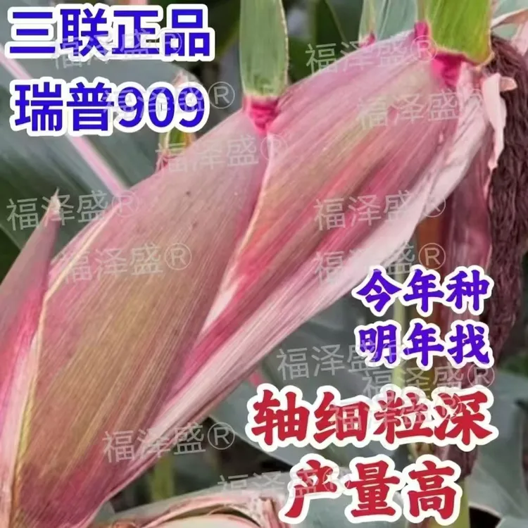 高产玉米种子瑞普909矮杆红轴玉米种子
