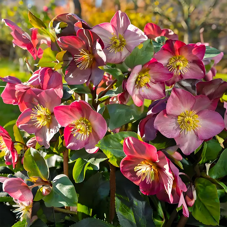 【大苗】洛神铁筷子盆栽花苗重瓣四季开带花带花苞阳台耐寒耐热好养