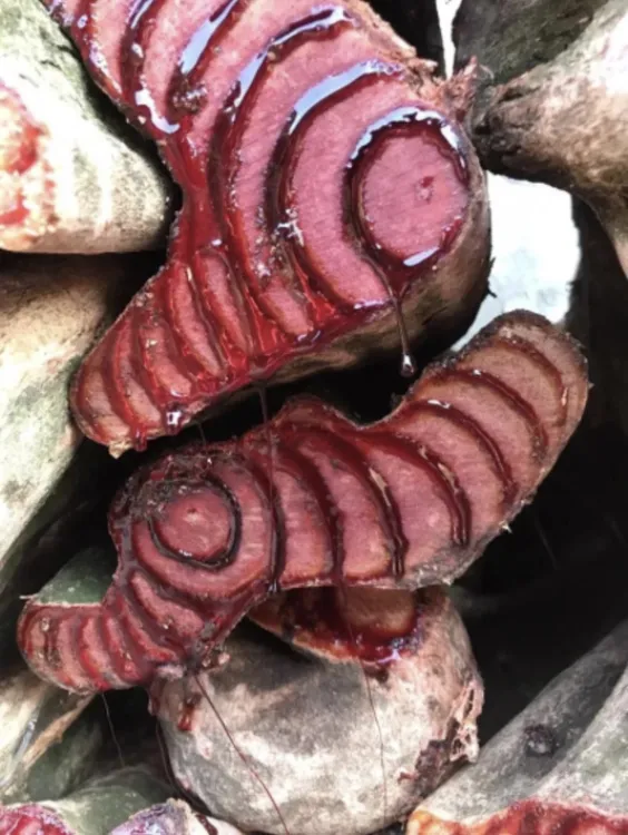 云南深山百年鸡血藤（一物一拍）