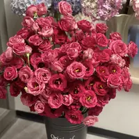 红宝石洋桔梗盆栽庭院阳台爆花强花卉新手易养护