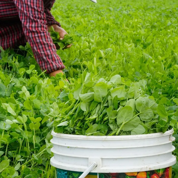 贵州新鲜豌豆尖嫩芽现摘时令蔬菜豌豆苗嫩尖嫩叶豌豆角