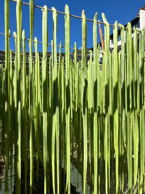 2024新货特级纯手工农家自然日晒贡菜干苔菜干