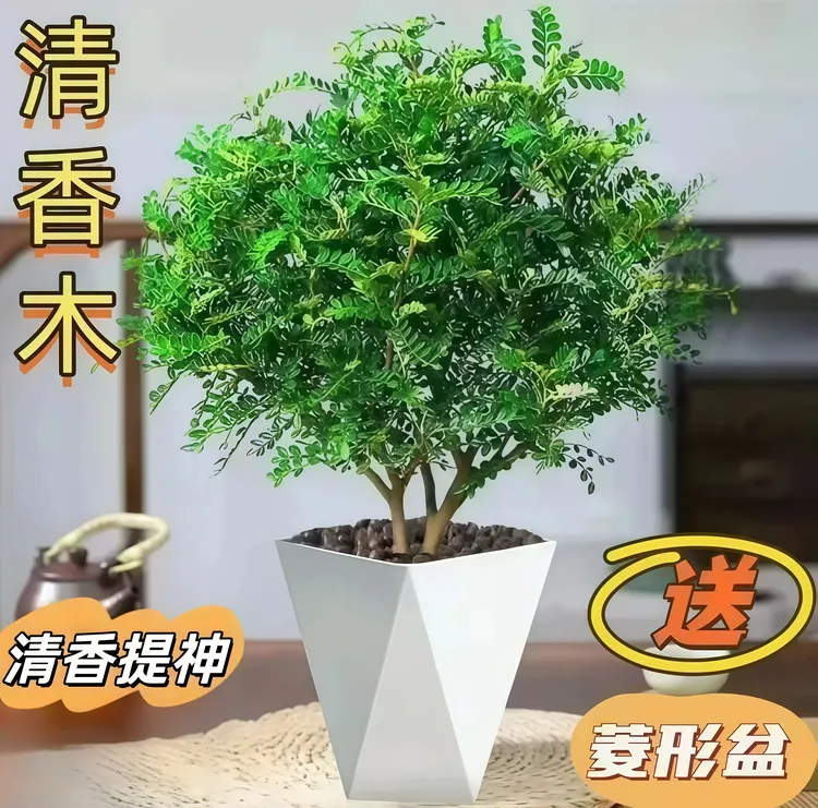 驱蚊驱虫清香木盆栽绿植芳香胡椒木送盆夏季必备花卉绿植
