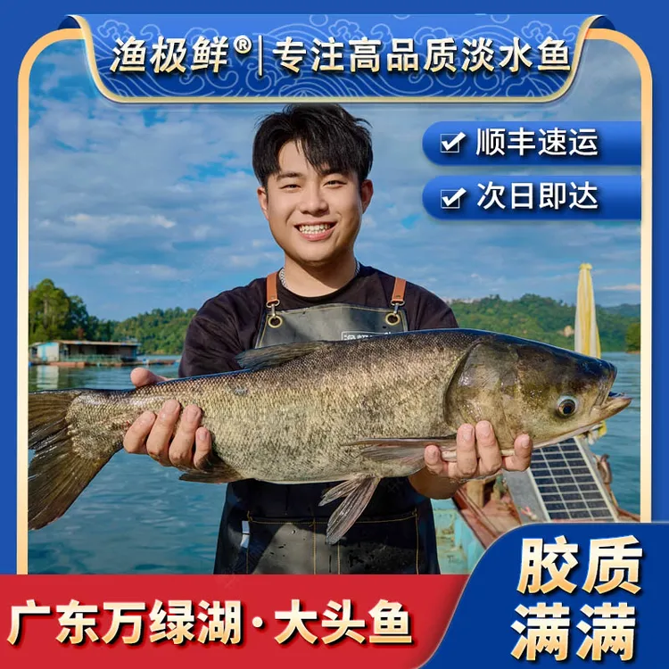 渔极鲜万绿湖大头鱼-正宗胖头鱼鳙鱼全鱼宴顺丰包邮活发