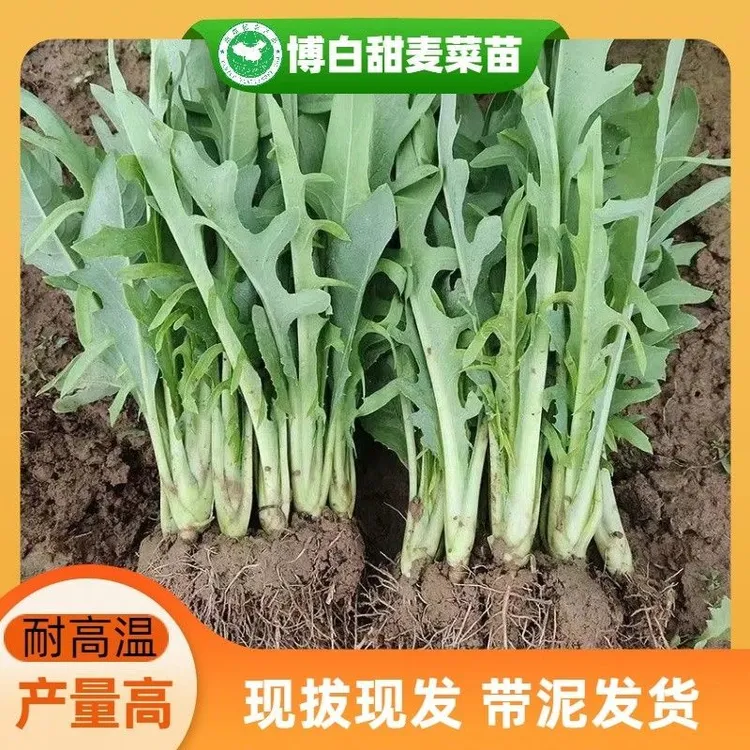 正宗广西博白甜麦菜苗栽种容易新鲜带泥发货四季阳台盘栽脆甜爽口