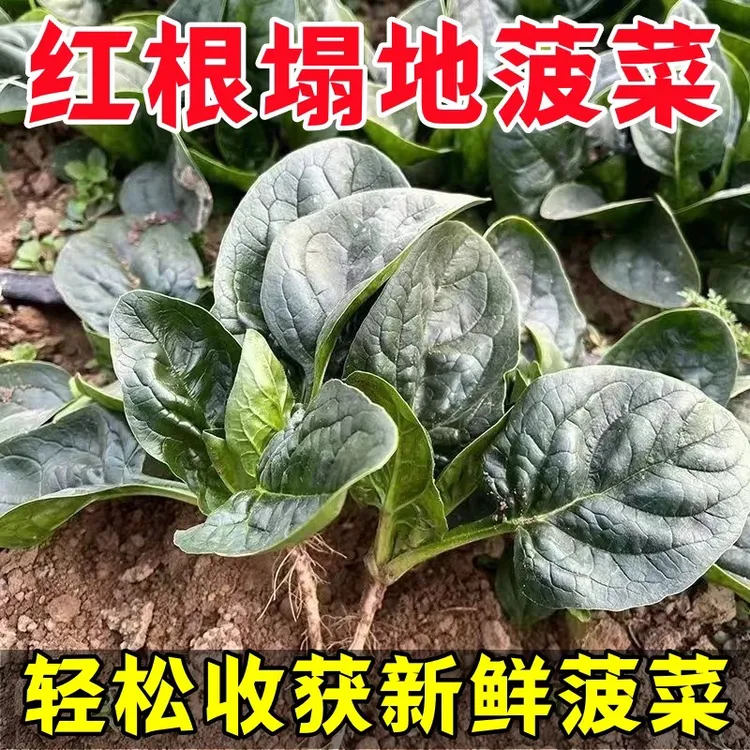 老品种传统趴地菠菜种子秋冬季耐寒籽种蔬菜越冬波菜种籽孑菜籽种