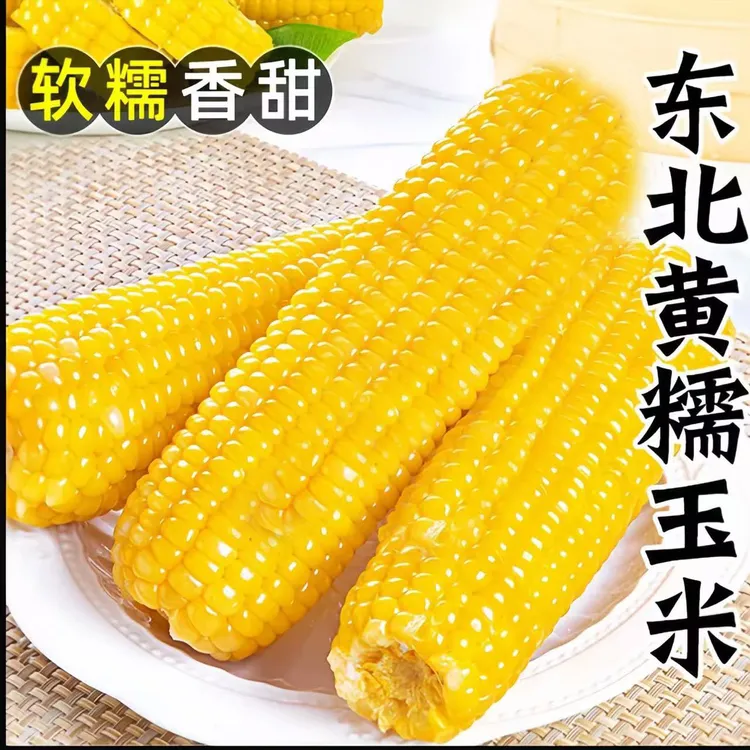 【可试吃两根】东北黄糯九玉米10根整箱3.5-4.5斤左右粘糯真空包装Z