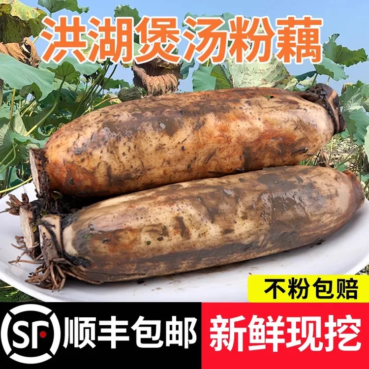 湖畔正宗洪湖粉藕新鲜莲藕煲汤湖藕泥藕汤藕湖北特产蔬菜批发包邮