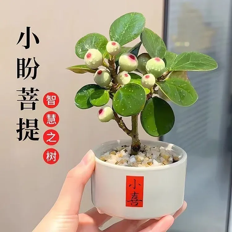 小盼菩提树菩提带果盆栽禅意桌面绿植好养室内植物办公室花卉盆景