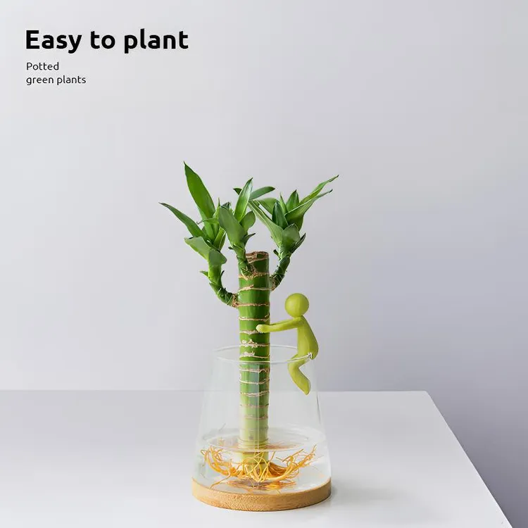 水培植物富贵竹办公室内桌面绿植盆栽水养发财树四季好养创意摆件