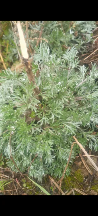 陕南（新鲜野生茵陈）