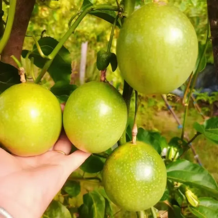贵州村超胜地榕江高山当季水果黄金百香果面包果