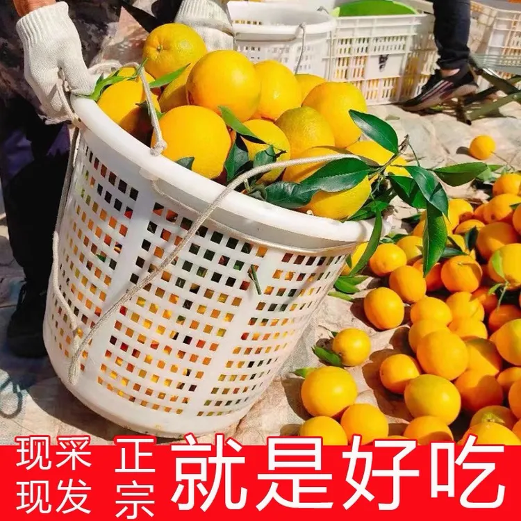 招代理代发微商正宗赣南脐橙赣南新鲜水果维C孕妇水果纽荷尔