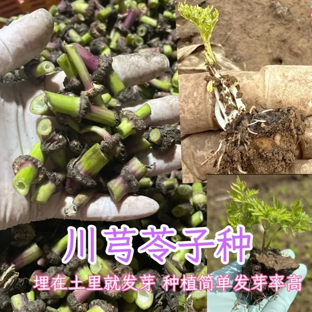 正宗小叶川芎种子中药材种苗新鲜小叶川芎苓子发芽率高包活正品