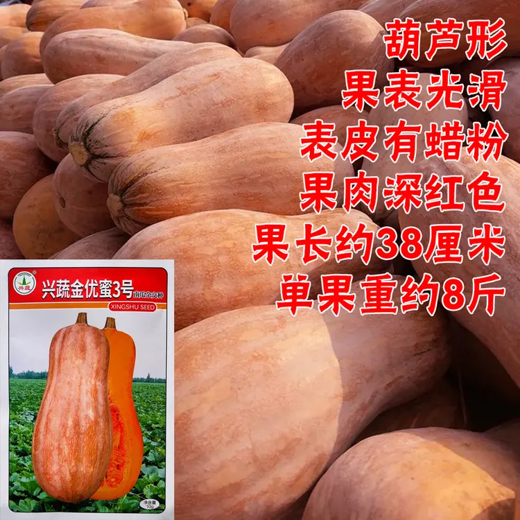 兴蔬金优蜜3号中熟蜜本南瓜种葫芦形肉厚淀粉细腻味粉甜丰产稳产