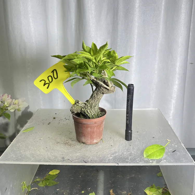 三角梅原生品种苗掌中宝实物图一物一拍