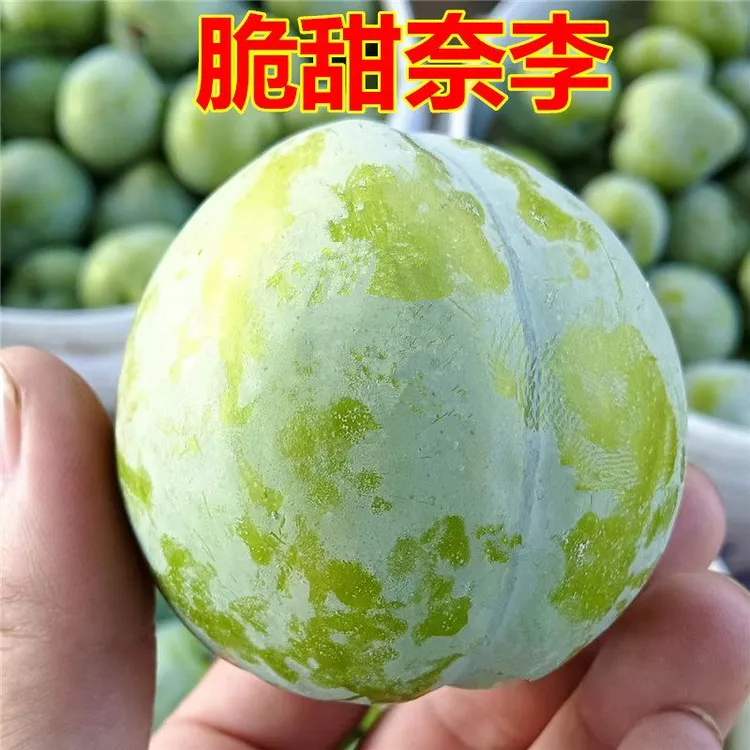湖南湘西高山奈李酸甜爽口5斤包邮